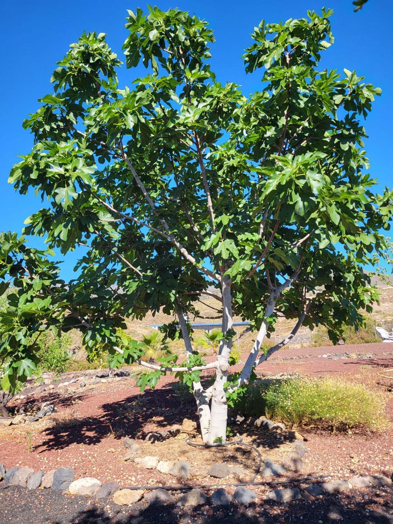 Finca Arcoiris Tenerife Vv غيا ذي إسورا المظهر الخارجي الصورة